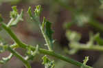 Winged pigweed